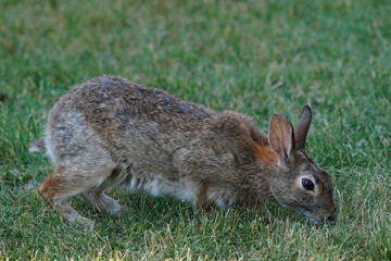 Wild rabbit in backyard in evening light feeding, sharing feeder with squirrels, hopping, eating and washing face