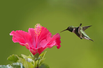 Fototapeta premium Ruby Throated hummingbird checking out hibiscus flower just bloomed in summer sun in evening 