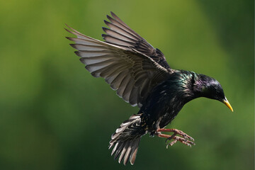 Starling flying off branch in summer sunny light