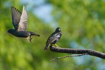 Starling flying off branch in summer sunny light