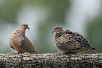 Mourning Dove rousing, raising feathers to trap cooler air, on branch in evening light

