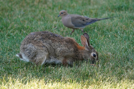 Wild rabbit in backyard in evening light feeding, sharing feeder with squirrels, hopping, eating and washing face