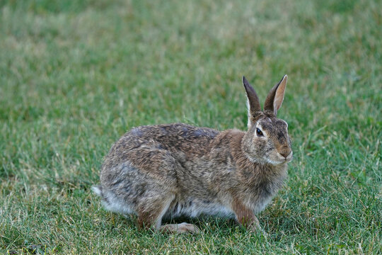 Wild rabbit in backyard in evening light feeding, sharing feeder with squirrels, hopping, eating and washing face