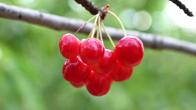 Bunch of ripe red cherries growing on cherry tree in orchard. Organic cherries on tree before harvesting, close up. Fruit.