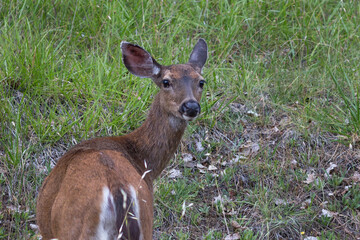 Young deer portrait close-up