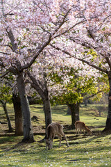 Deer and Cherry Blossoms in Nara, Japan