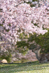 Deer and Cherry Blossoms in Nara, Japan