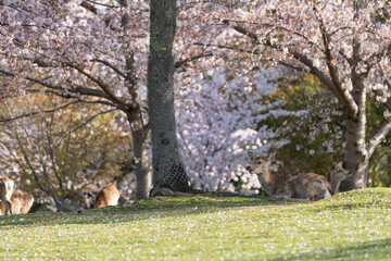 Deer and Cherry Blossoms in Nara, Japan