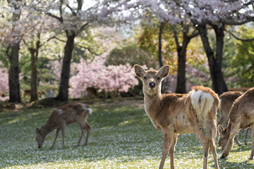 Deer and Cherry Blossoms in Nara, Japan