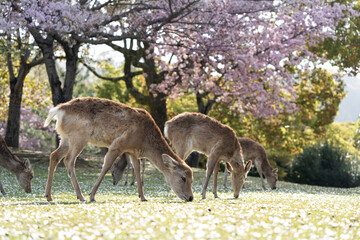 Deer and Cherry Blossoms in Nara, Japan