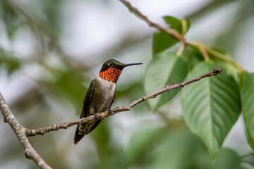 Male Ruby-throated Hummingbird on a Branch