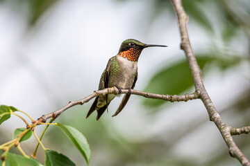 Male Ruby-throated Hummingbird on a Branch Looking Right