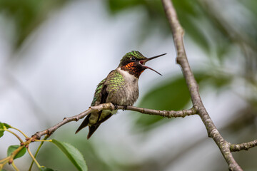 Male Ruby-throated Hummingbird Singing on a Branch