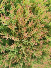 red green leaves in the garden