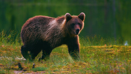 Obraz na płótnie Canvas Bear, Animals, Nature, Wildlife, Animals in Their Habitat