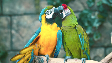 Parrot, Animals, Nature, Wildlife, Animals in Their Habitat