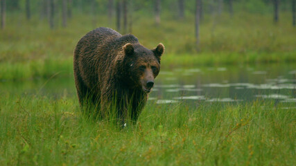 Obraz na płótnie Canvas Bear, Animals, Nature, Wildlife, Animals in Their Habitat