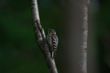 枝に止まるコゲラ