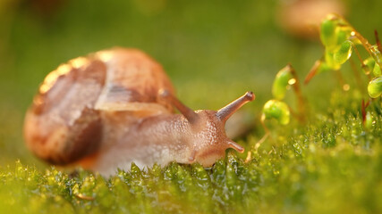 Snail, Animals, Nature, Wildlife, Animals in Their Habitat