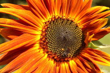 close up of a red sunflower flower
