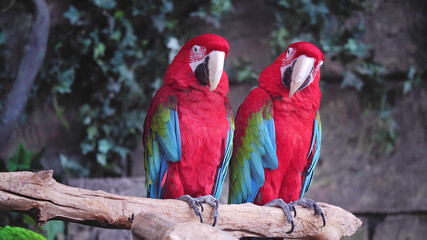 Parrot, Animals, Nature, Wildlife, Animals in Their Habitat