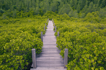 Wood small bridge on the forest mangrove
