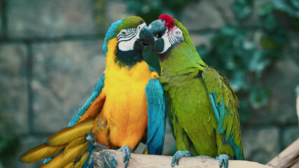 Parrot, Animals, Nature, Wildlife, Animals in Their Habitat