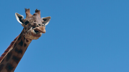 Giraffe, Animals, Nature, Wildlife, Animals in Their Habitat