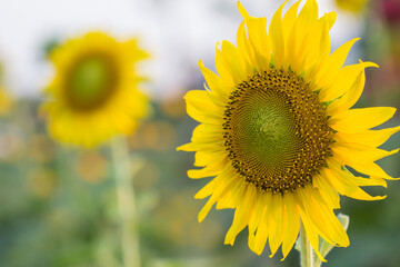 Obraz premium Sunflower