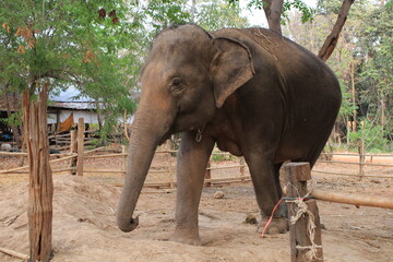 Fototapeta na wymiar Elephant Village, Tha Tum District, Surin Province