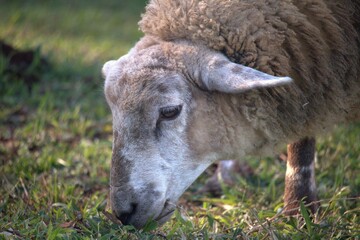 Photo with focus on the head of the sheep eating grass in the field.