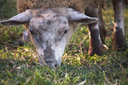 Photo with focus on the head of the sheep eating grass in the field.