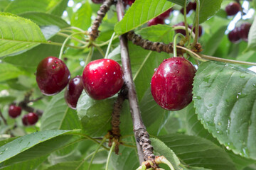 Red cherry branch 