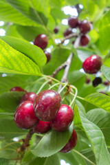 Red cherry branch 