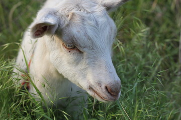 young goat eating grass