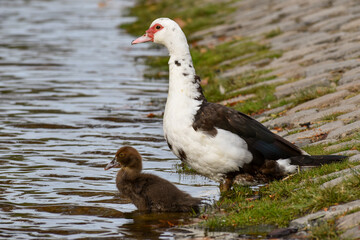 Muscovy duck (Cairina moschata) with little duckling