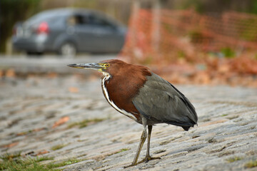 Rufescent tiger heron (Tigrisoma lineatum) at a public park in Buenos Aires