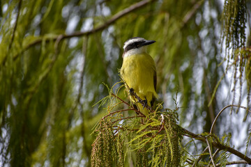 great kiskadee (Pitangus sulphuratus) (bienteveo comun) in a public park in Buenos Aires city
