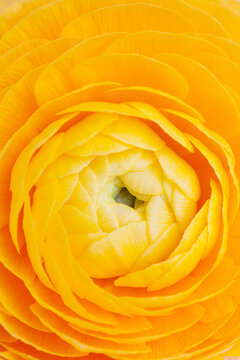 Extreme close-up of yellow ranunculus flower