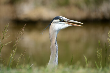 Portrait of Great Blue Heron or Ardea herodias moving throat muscles by side of stream