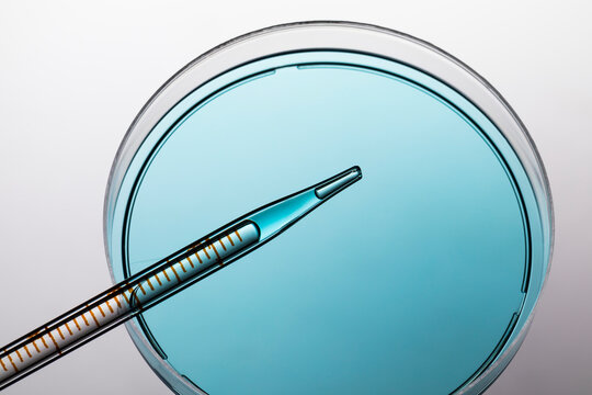 Petri dish with blue liquid and pipette