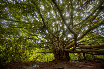 Large Banyan Tree in Hawaiian Jungle