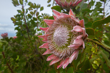 Protea Blossom Macro in Hawaiian Garden