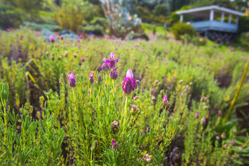 Macro Lavender Flowers in a Field