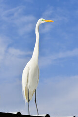 great blue heron ardea cinerea