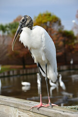Wood Stork bird in Florida