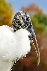 Wood Stork bird in Florida