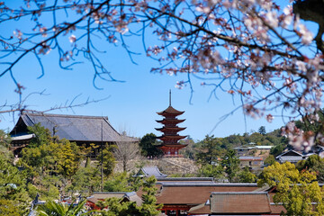 安芸の宮島　五重塔と桜