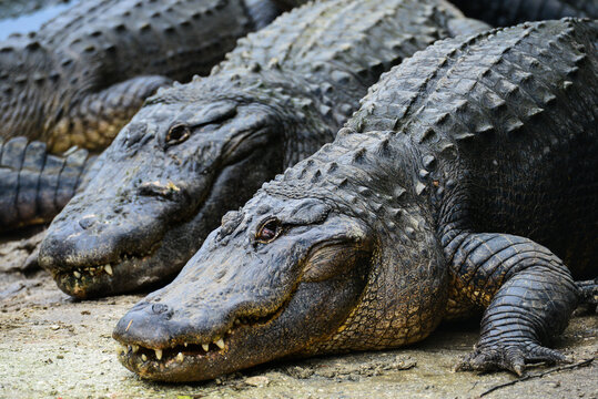 american alligator in the everglades
