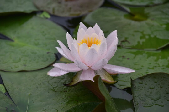 lotus flower in the pond blooming in summer, 여름에 연못에 피는 연꽃